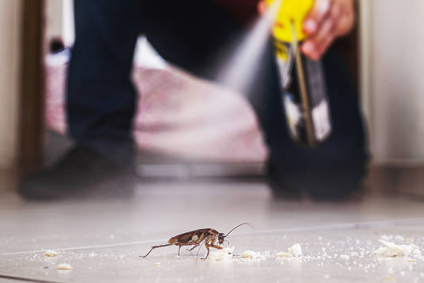 Best Cockroach Control Services  in Roscoe, IL